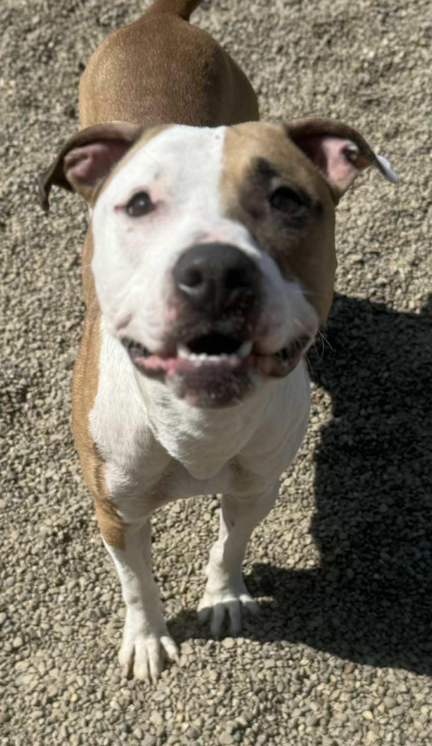 Enlarge Sawyer AVAILABLE, a Adoptable American Bully in Canton, OH image 3/5