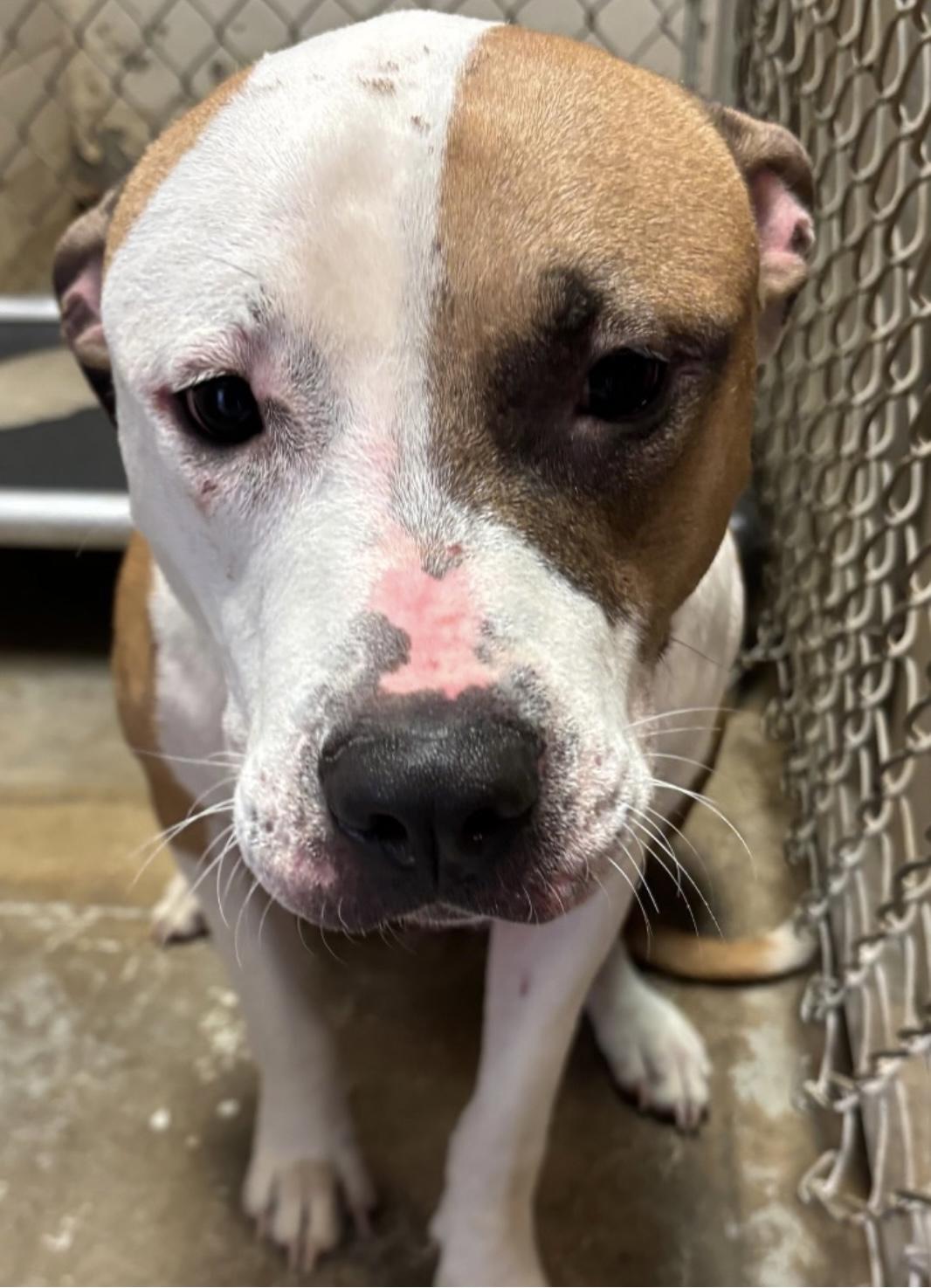 Enlarge Sawyer AVAILABLE, a Adoptable American Bully in Canton, OH image 5/5