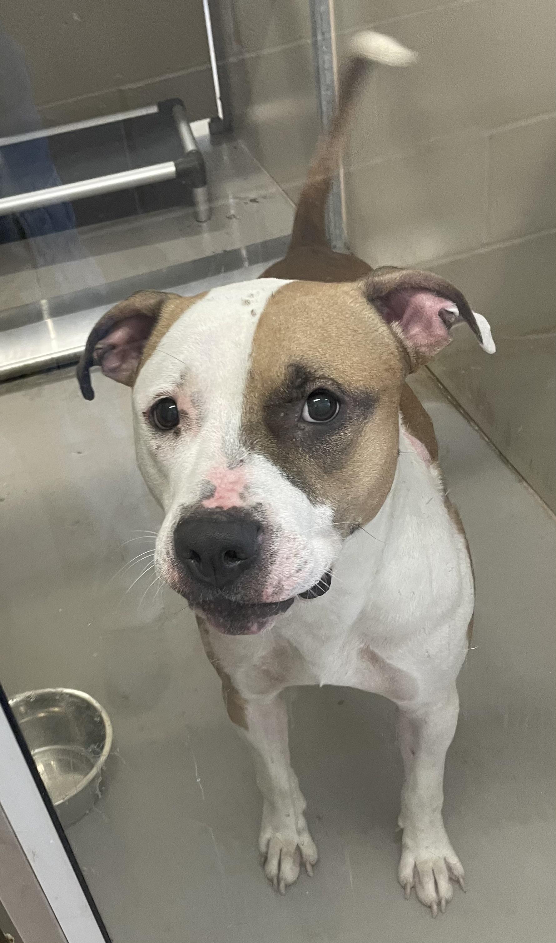 Enlarge Sawyer AVAILABLE, a Adoptable American Bully in Canton, OH image 4/5