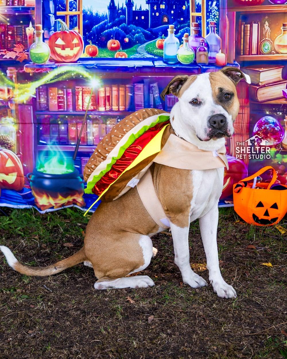 Enlarge Sawyer AVAILABLE, a Adoptable American Bully in Canton, OH image 1/5