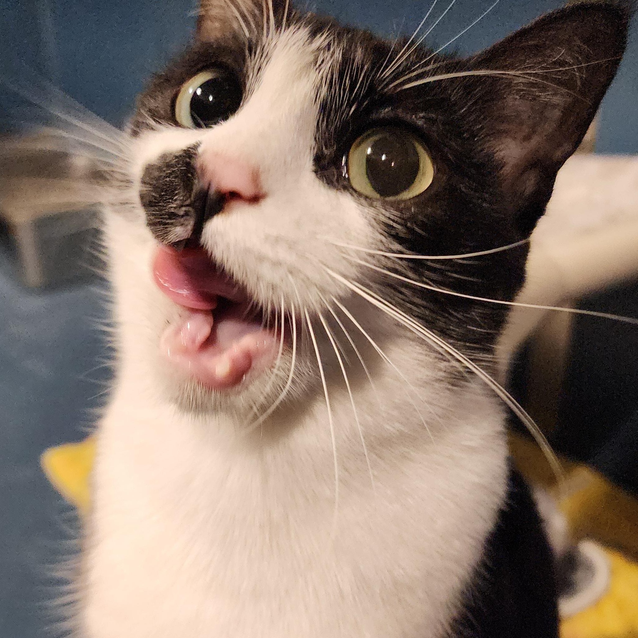 Enlarge Sally, a ADOPTABLE Domestic Short Hair in Ely, MN image 3/4