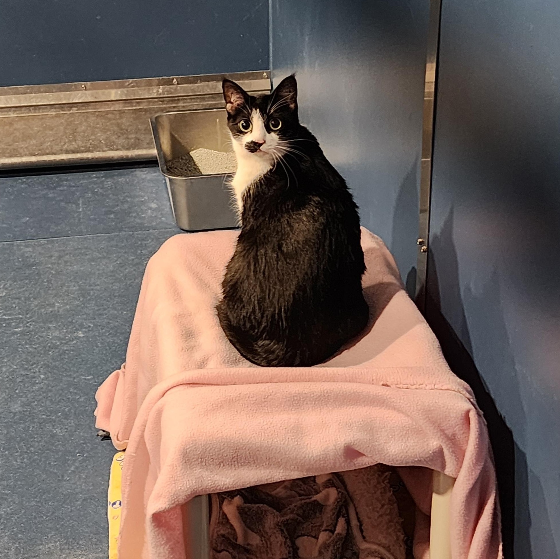 Enlarge Sally, a ADOPTABLE Domestic Short Hair in Ely, MN image 4/4