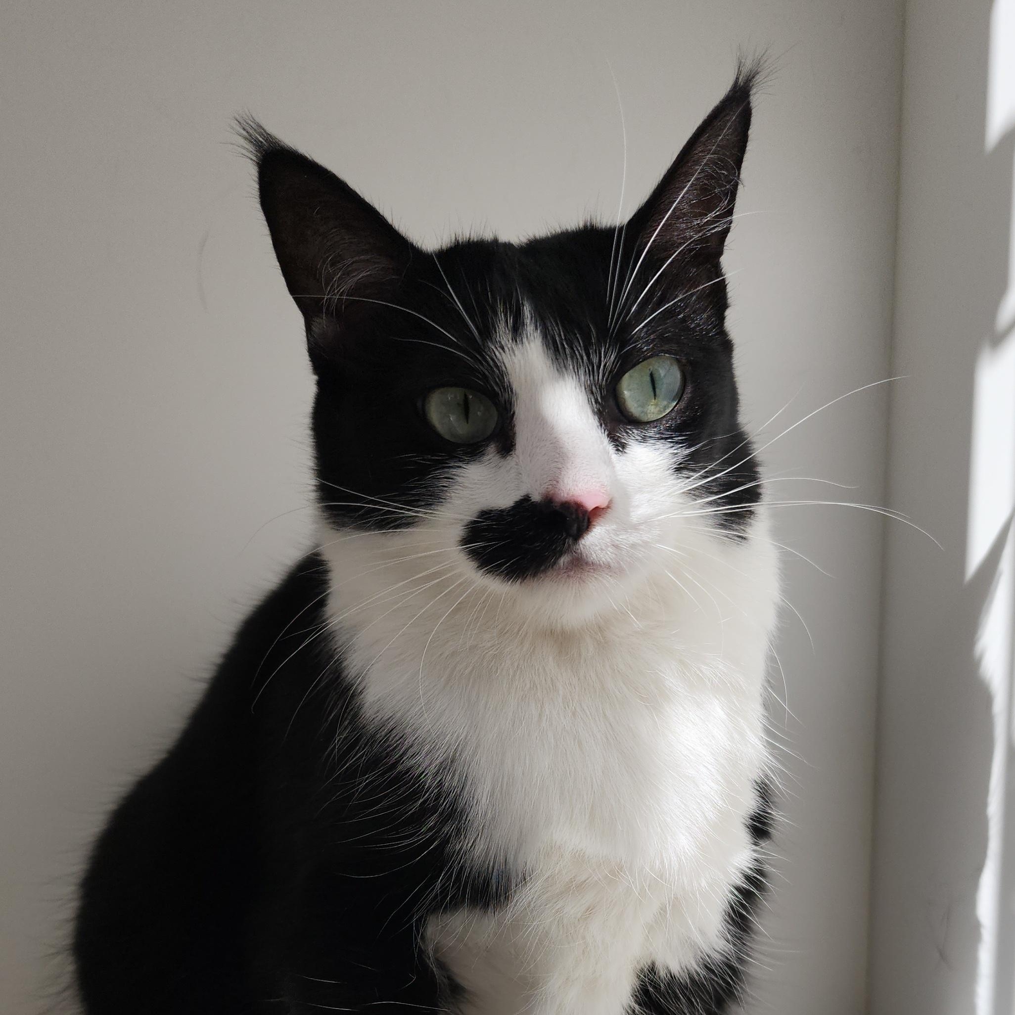 Enlarge Sally, a ADOPTABLE Domestic Short Hair in Ely, MN image 2/4