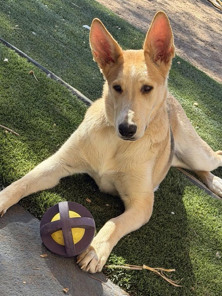 Noodle, Adoptable, Young Male Husky & Ibizan Hound.