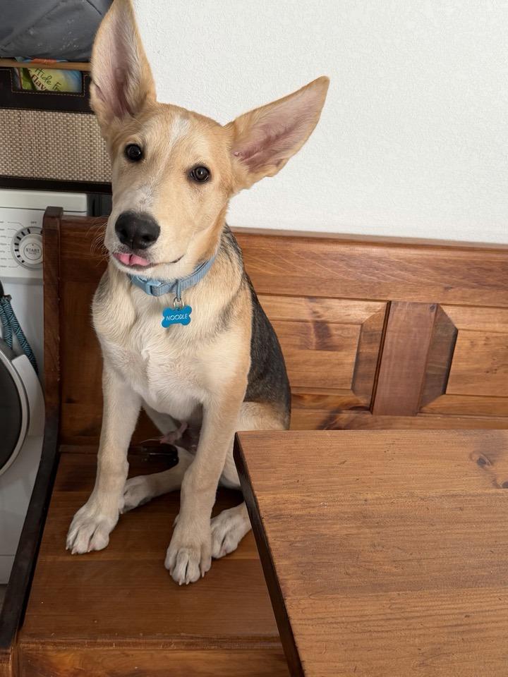 Enlarge Noodle, a Adoptable mixed breed in Tempe, AZ image 3/6