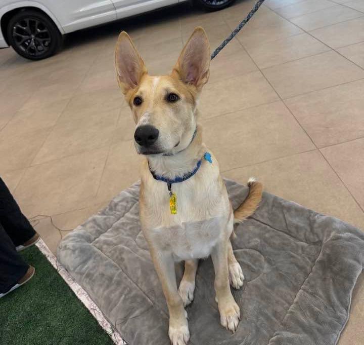 Enlarge Noodle, a Adoptable mixed breed in Tempe, AZ image 4/6