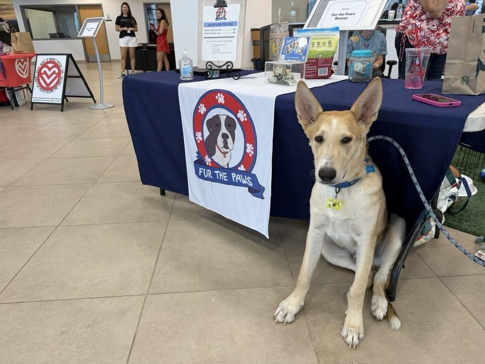 Enlarge Noodle, a Adoptable mixed breed in Tempe, AZ image 5/6
