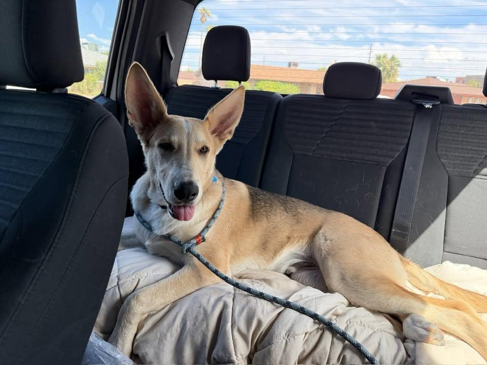 Enlarge Noodle, a Adoptable mixed breed in Tempe, AZ image 6/6