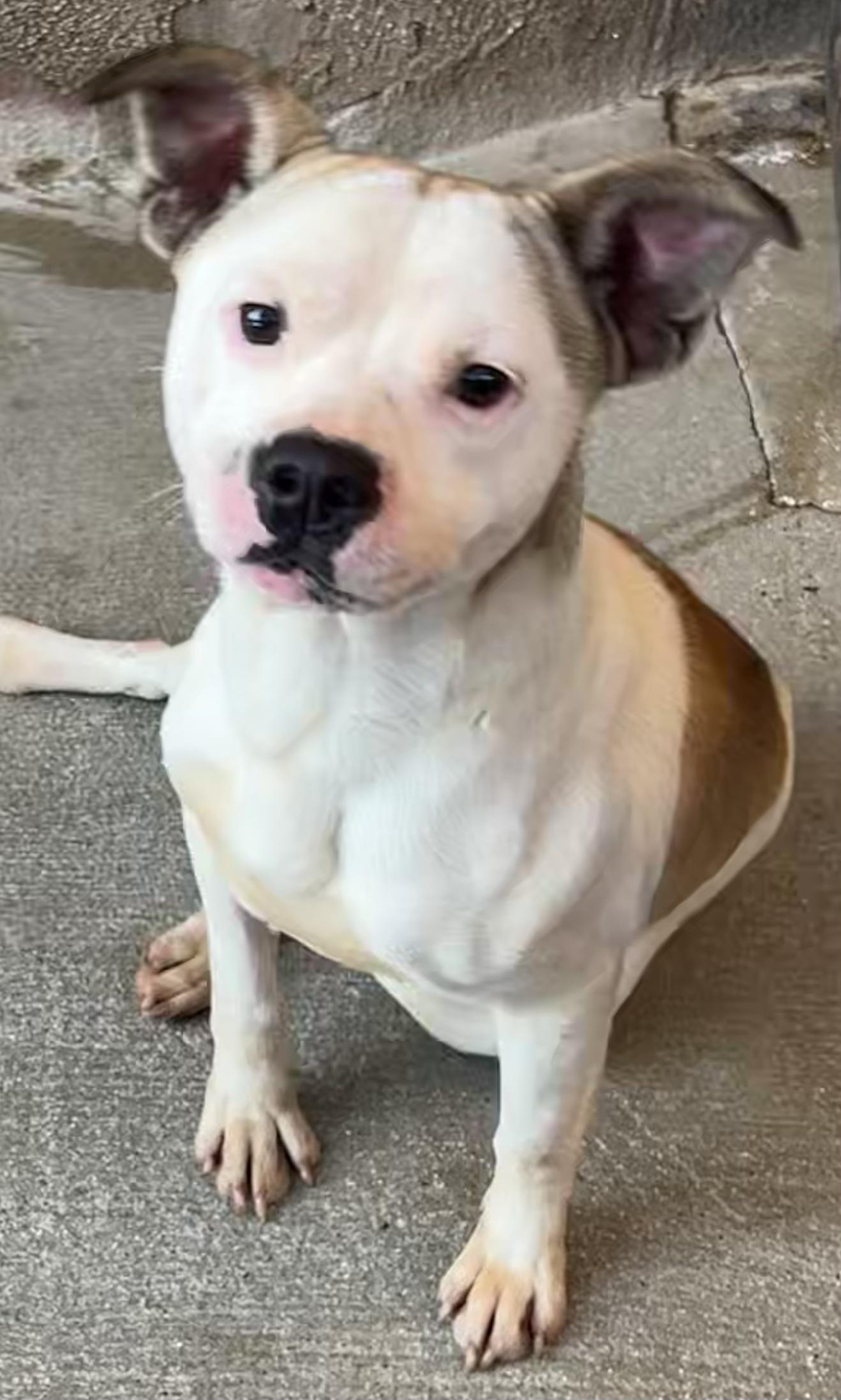Enlarge Pocket Pete, a Adoptable mixed breed in Santa Ana, CA image 2/4