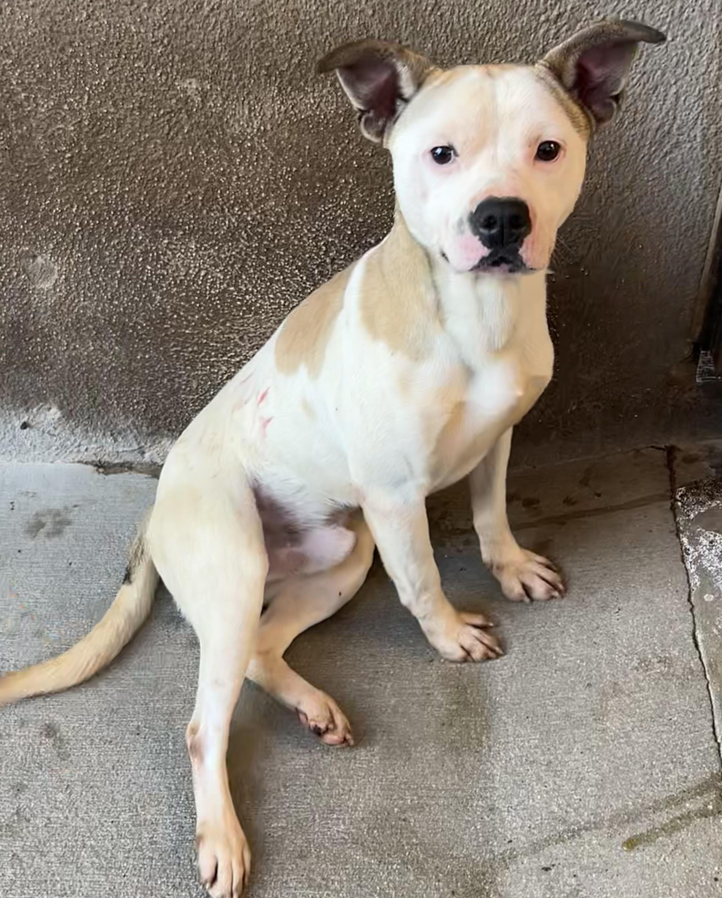 Enlarge Pocket Pete, a Adoptable mixed breed in Santa Ana, CA image 4/4
