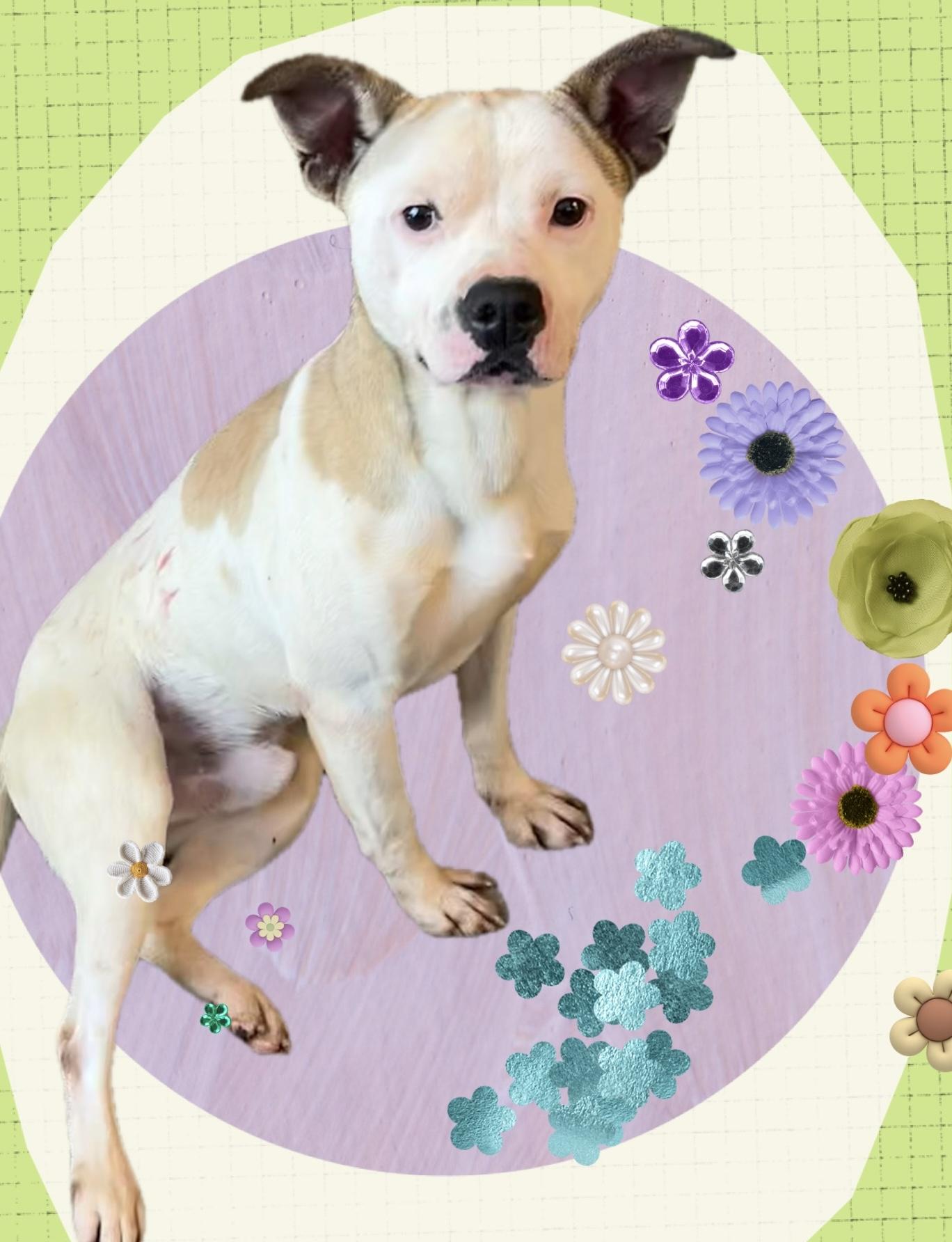 Pocket Pete, Adoptable, Young Male American Bully & American Staffordshire Terrier.
