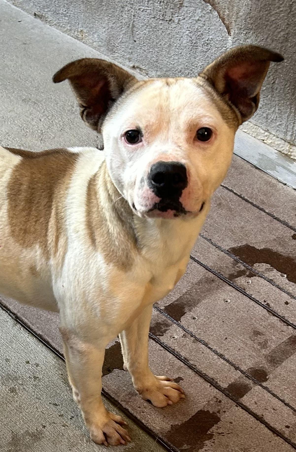 Enlarge Pocket Pete, a Adoptable mixed breed in Santa Ana, CA image 3/4