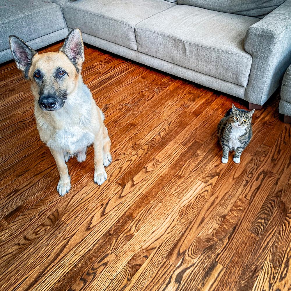 Beau, Adopted, Adult Male German Shepherd Dog.