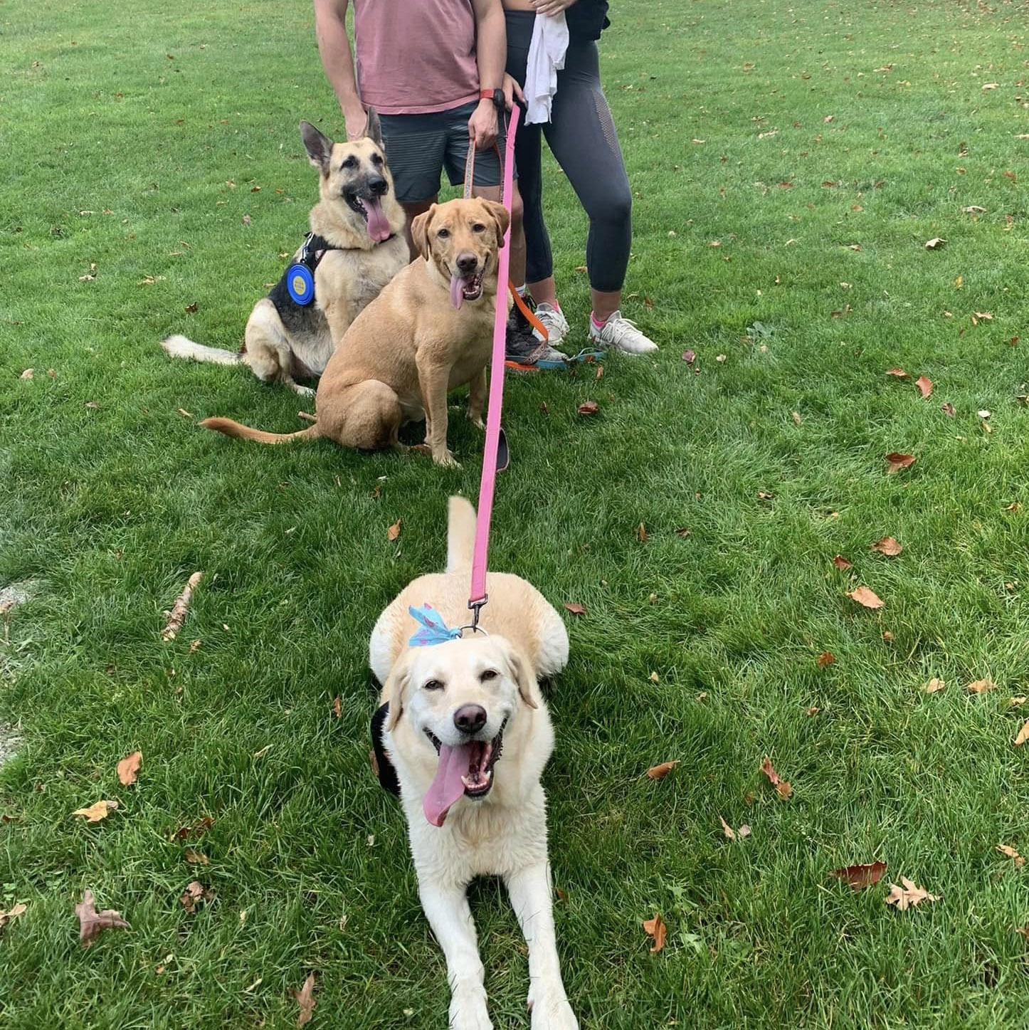 Enlarge Beau, a Adopted German Shepherd Dog in Millburn, NJ image 2/5