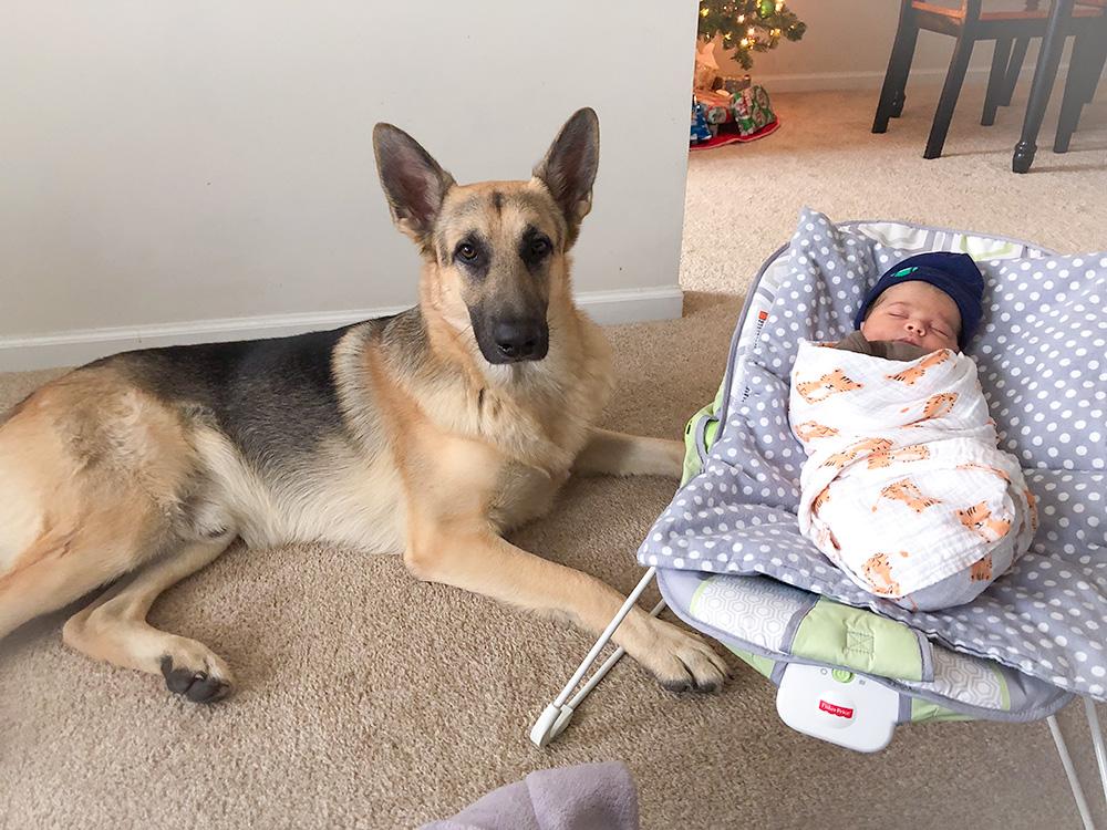 Enlarge Beau, a Adopted German Shepherd Dog in Millburn, NJ image 3/5
