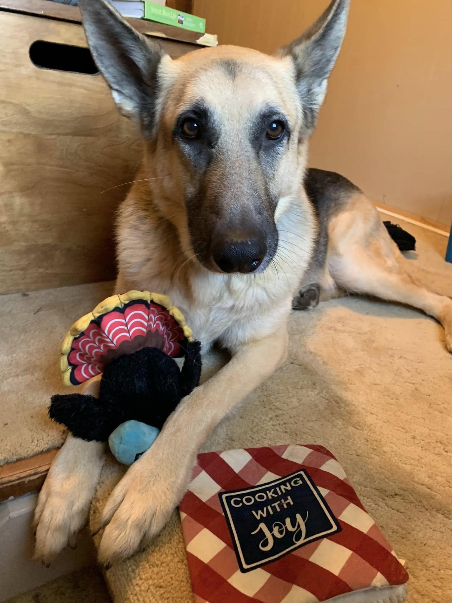 Enlarge Beau, a Adopted German Shepherd Dog in Millburn, NJ image 4/5