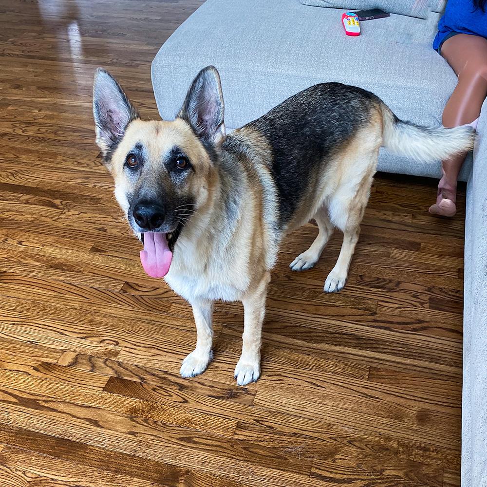 Enlarge Beau, a Adopted German Shepherd Dog in Millburn, NJ image 5/5