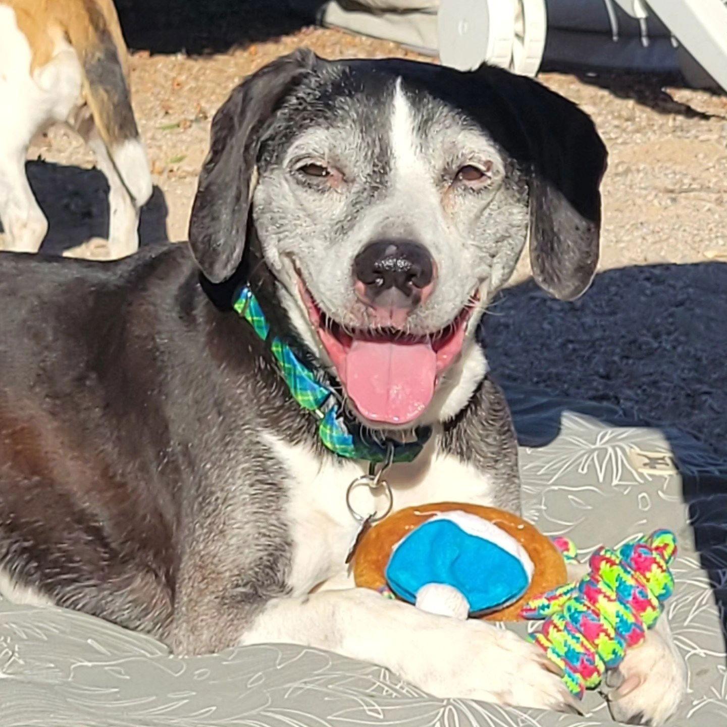 Enlarge Rocky, a Adoptable Beagle in Las Vegas, NV image 2/3