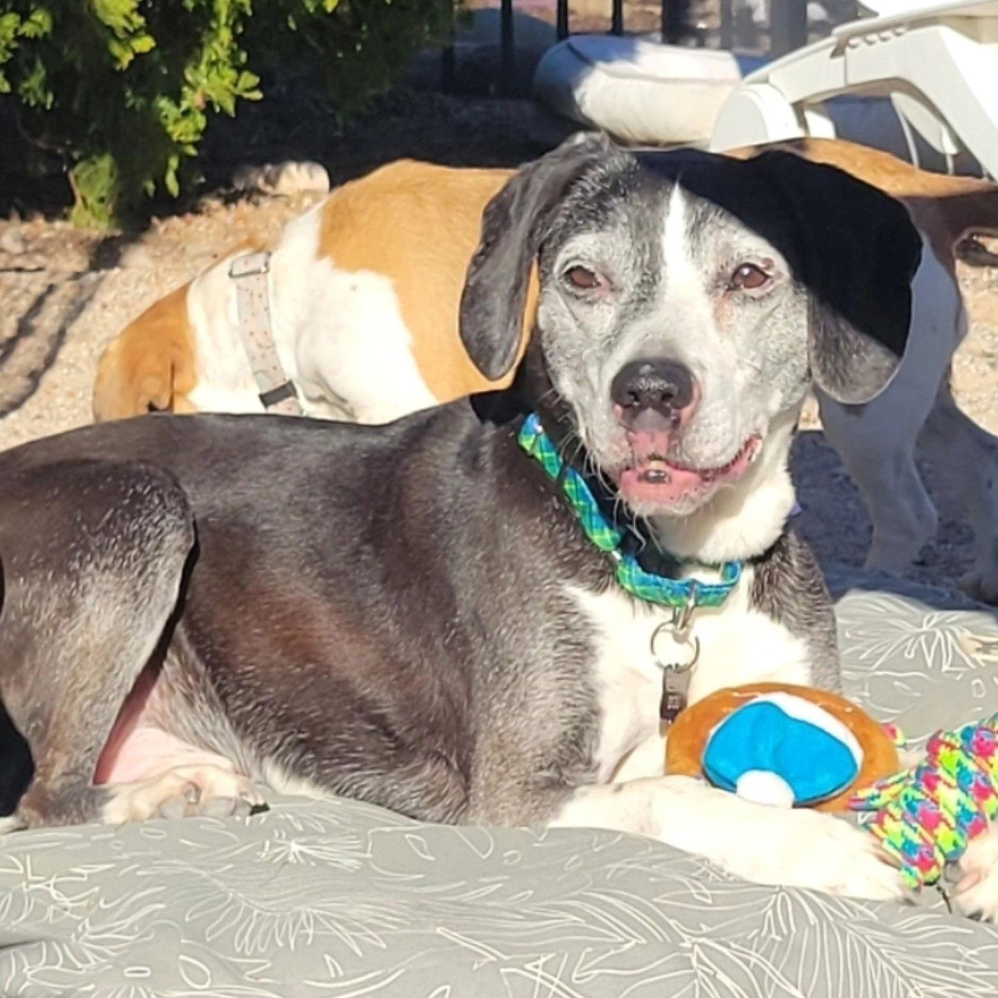 Enlarge Rocky, a Adoptable Beagle in Las Vegas, NV image 3/3