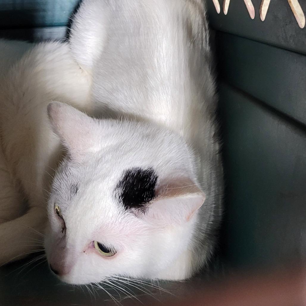 Enlarge Erin, a Adoptable Domestic Short Hair in Coos Bay, OR image 1/1