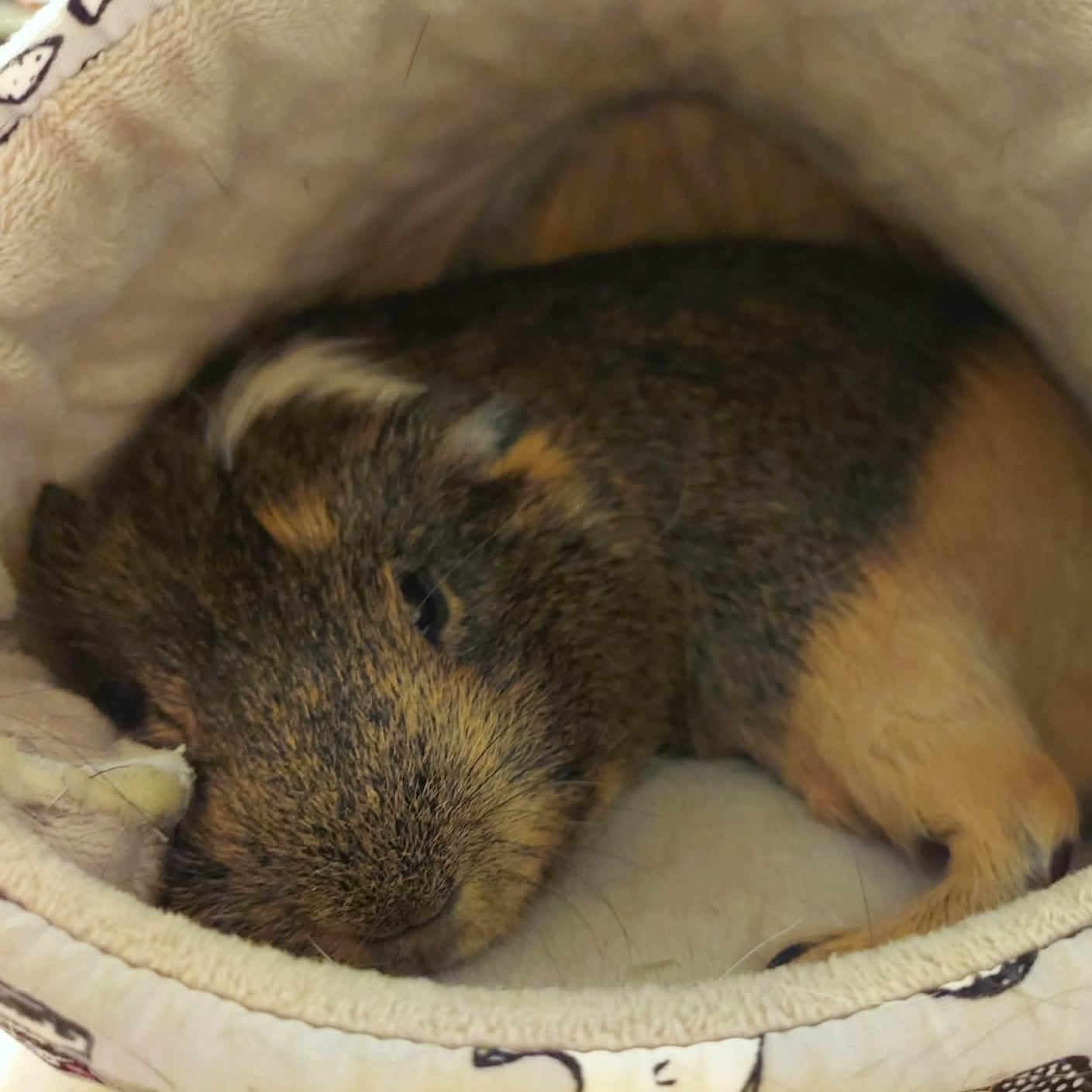 Enlarge Louis and Phil, a Adoptable Guinea Pig in Phoenix, AZ image 3/6