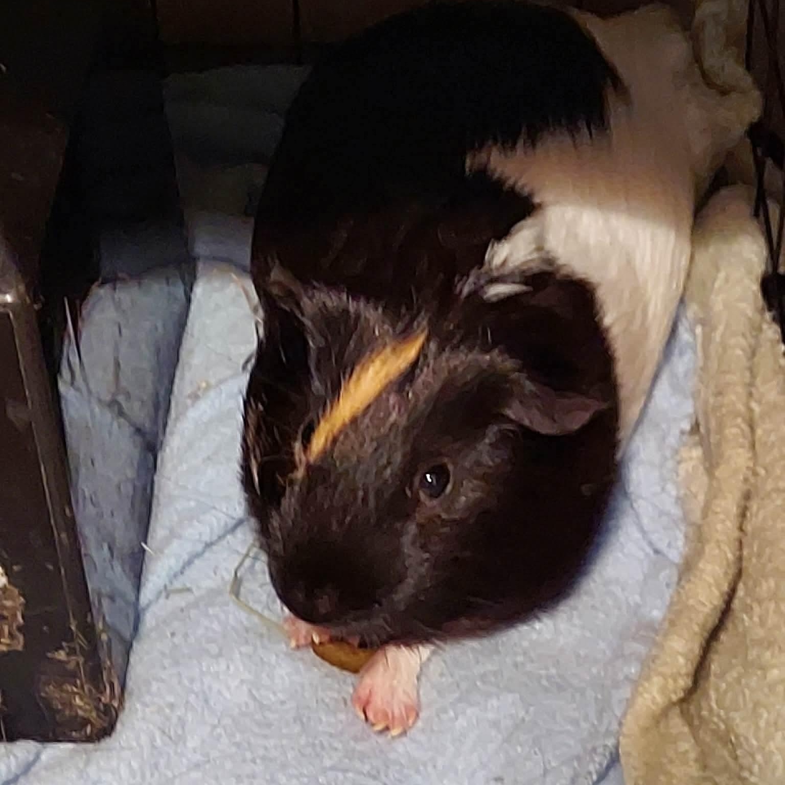 Enlarge Louis and Phil, a Adoptable Guinea Pig in Phoenix, AZ image 5/6