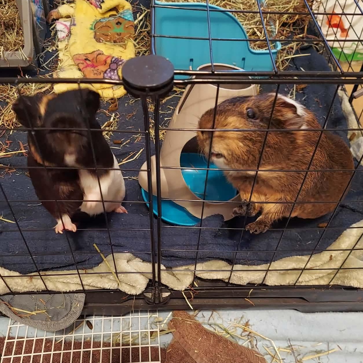 Enlarge Louis and Phil, a Adoptable Guinea Pig in Phoenix, AZ image 6/6