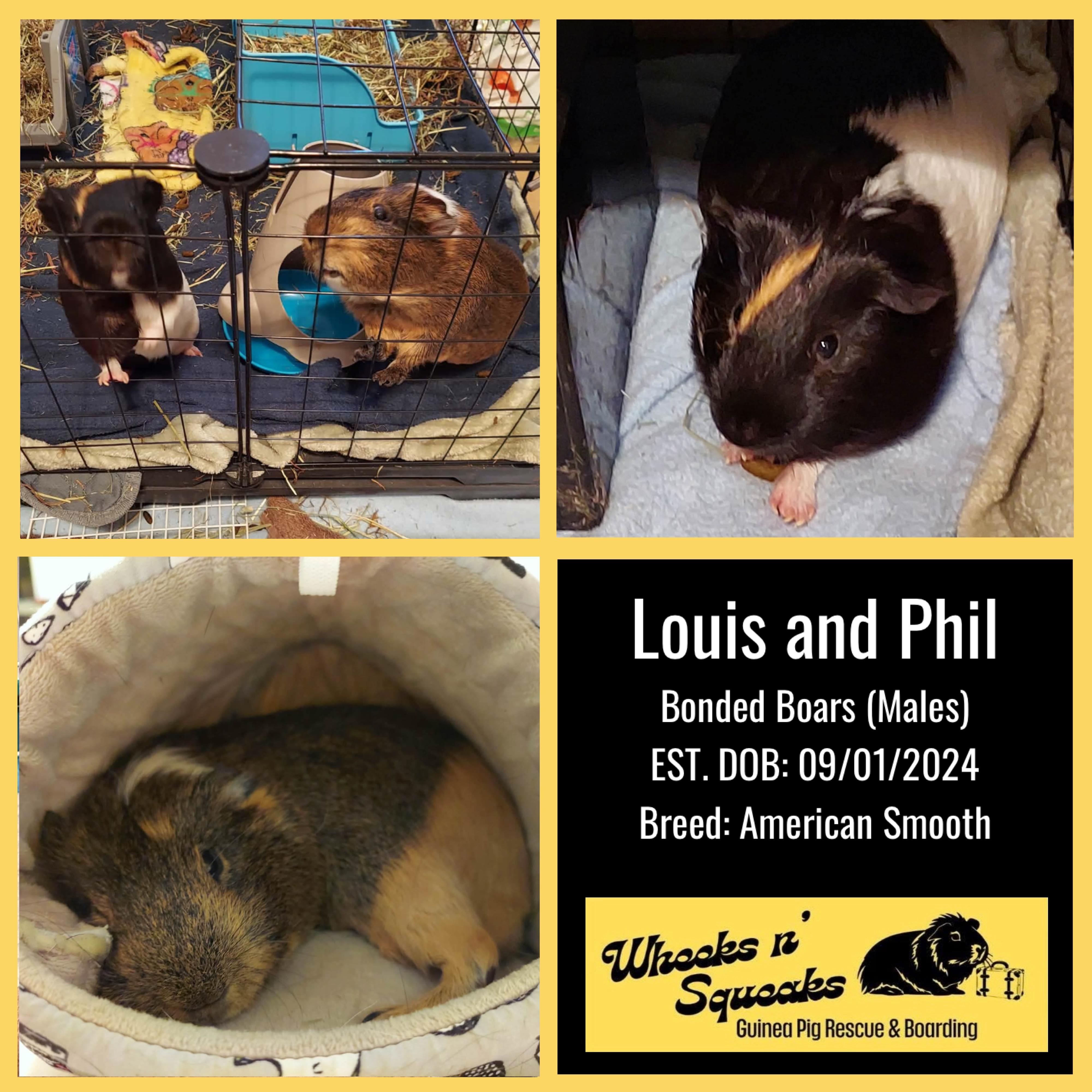 Enlarge Louis and Phil, a Adoptable Guinea Pig in Phoenix, AZ image 1/6