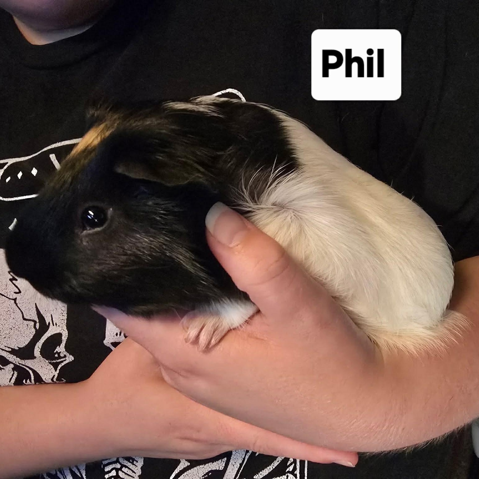 Enlarge Louis and Phil, a Adoptable Guinea Pig in Phoenix, AZ image 2/2