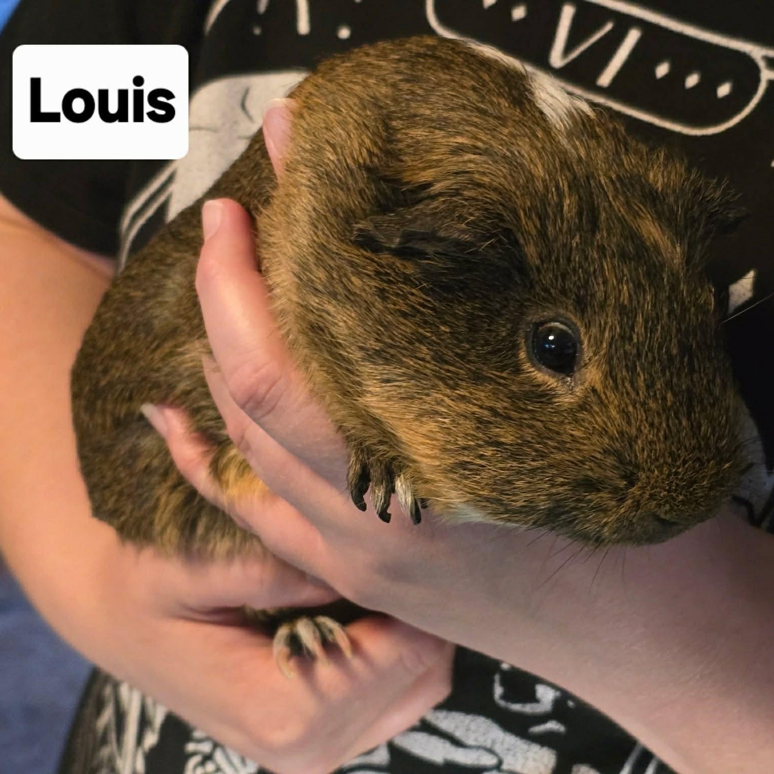 Louis and Phil, Adoptable, Young Male Guinea Pig.