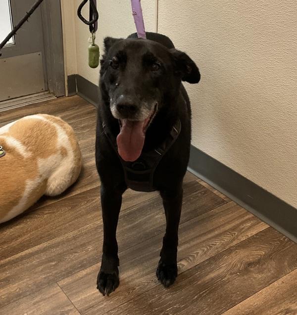 Enlarge Timmy, a Adoptable mixed breed in Escondido, CA image 1/1