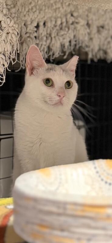 Enlarge Princess Penelope, a Adoptable Domestic Short Hair in Colmar, PA image 1/6