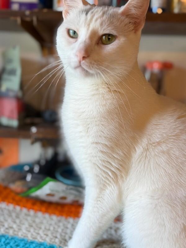 Enlarge Princess Penelope, a Adoptable Domestic Short Hair in Colmar, PA image 2/6