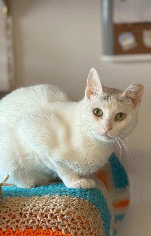 Enlarge Princess Penelope, a Adoptable Domestic Short Hair in Colmar, PA image 3/6