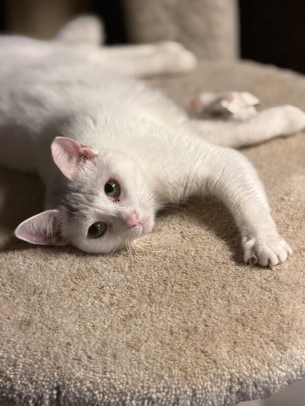 Enlarge Princess Penelope, a Adoptable Domestic Short Hair in Colmar, PA image 4/6