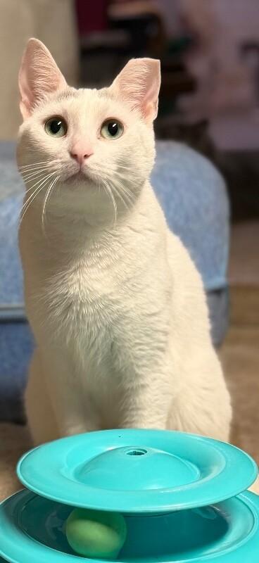 Enlarge Princess Penelope, a Adoptable Domestic Short Hair in Colmar, PA image 5/6