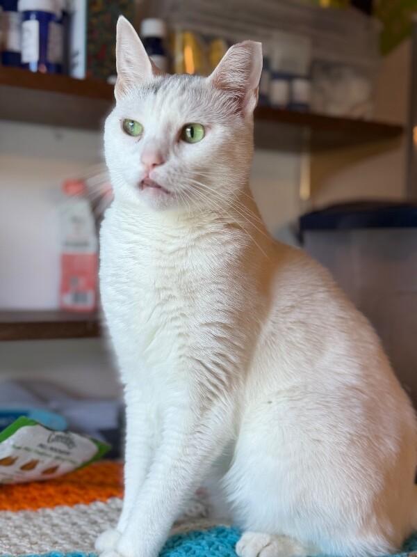 Enlarge Princess Penelope, a Adoptable Domestic Short Hair in Colmar, PA image 6/6