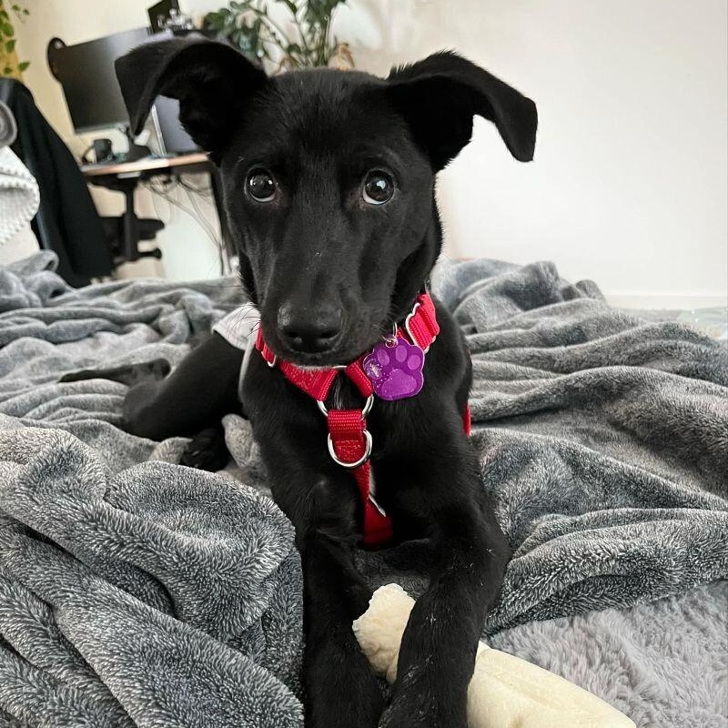 Dog For Adoption Poppy Spice The Mini Black Lab A Black Labrador Dog for adoption poppy spice the mini black lab a black labrador