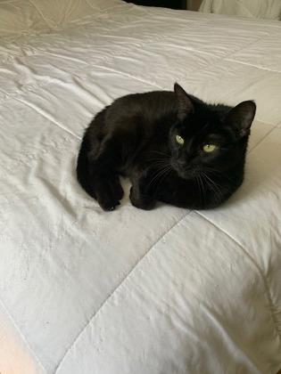 Sarah, a Adoptable Domestic Short Hair in Montreal, QC image 1/3