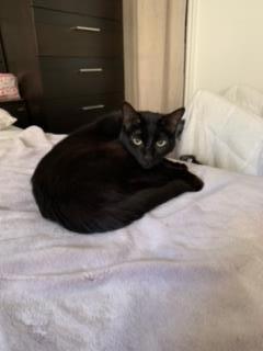 Sarah, Adoptable, Senior Female Domestic Short Hair & Domestic Short Hair.
