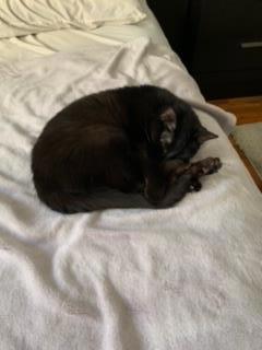 Sarah, Adoptable, Senior Female Domestic Short Hair & Domestic Short Hair.