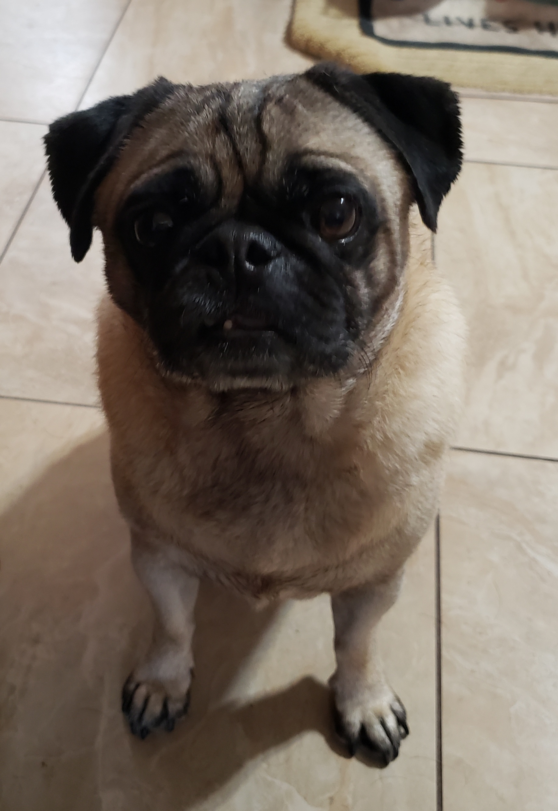Enlarge Kingsley, a Adopted Pug in Virginia Beach, VA image 1/3