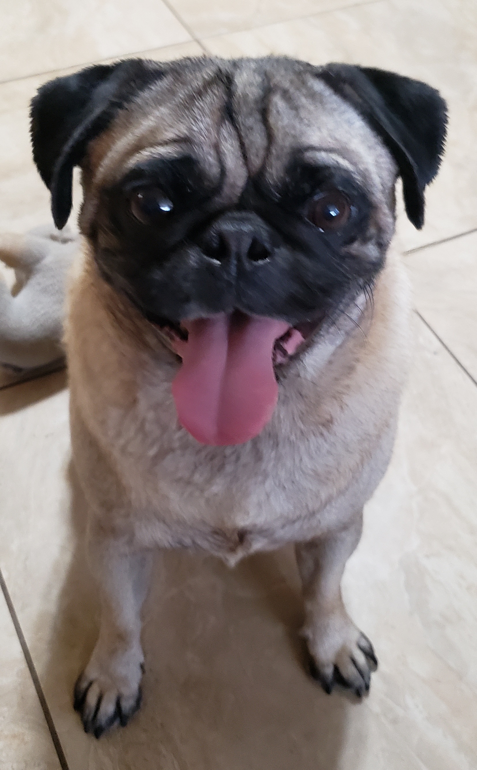 Enlarge Kingsley, a Adopted Pug in Virginia Beach, VA image 2/3