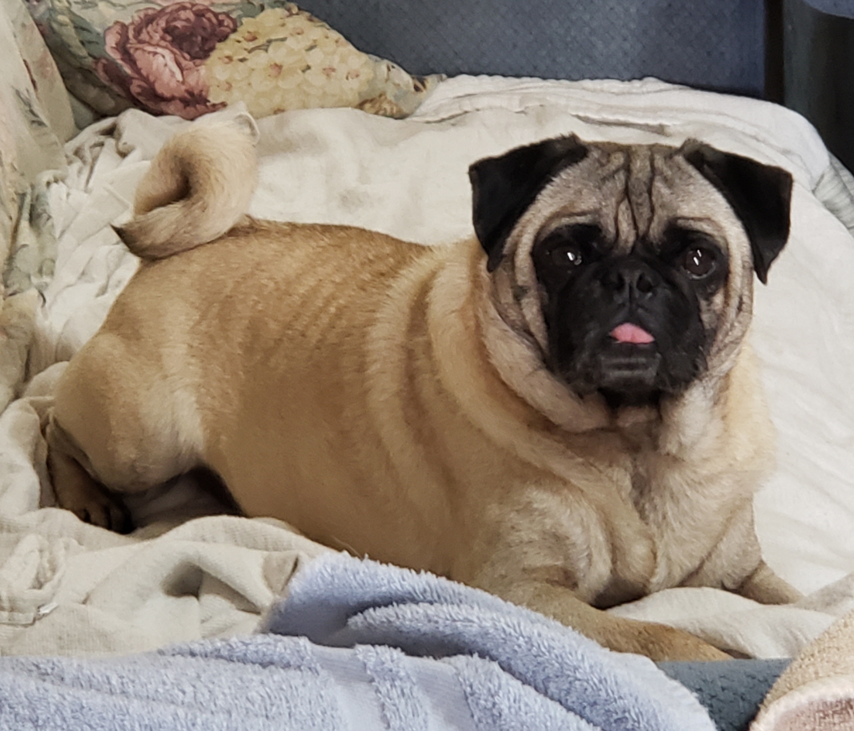 Enlarge Kingsley, a Adopted Pug in Virginia Beach, VA image 3/3