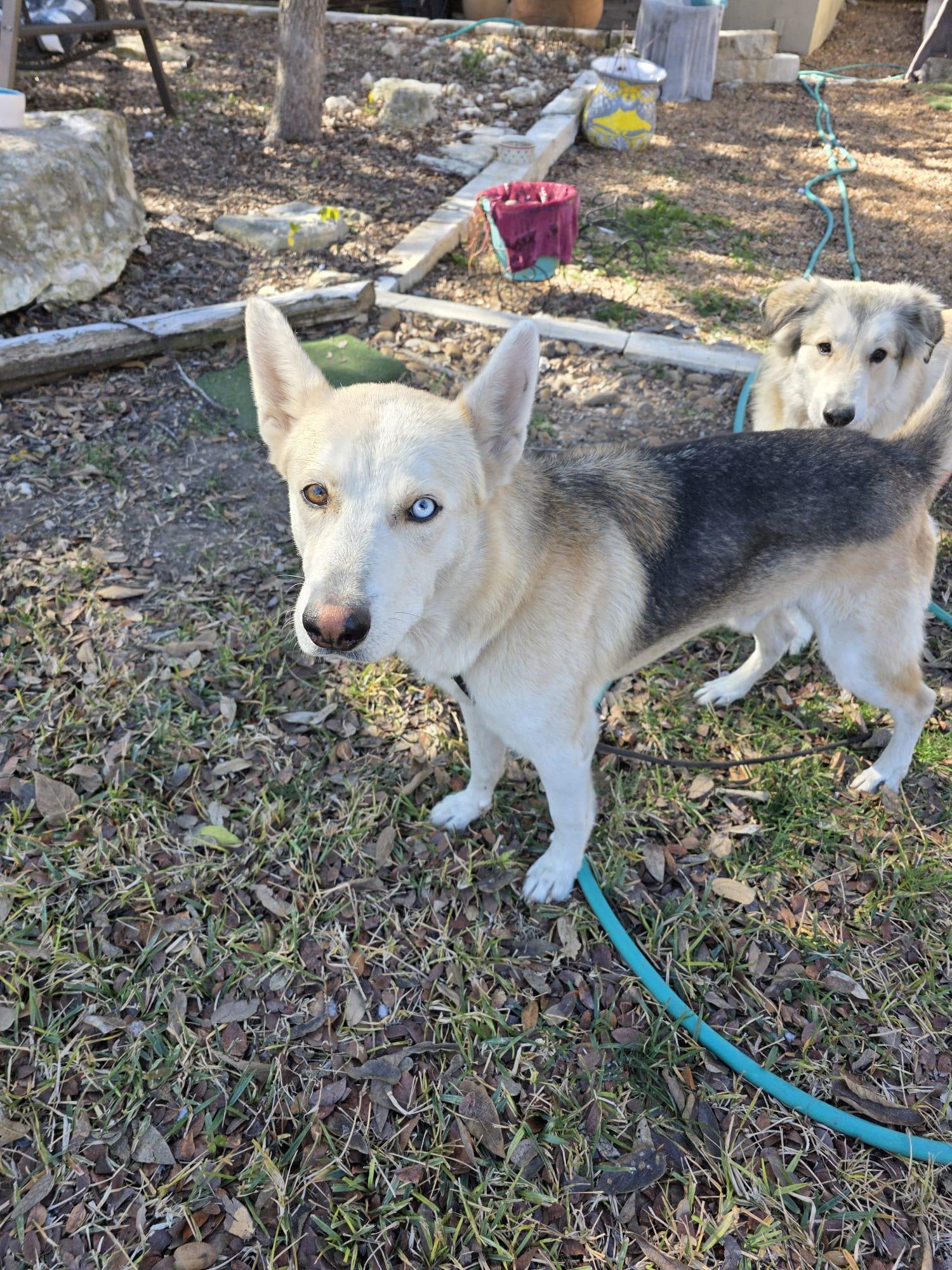 Merlin, Adoptable, Adult Male Husky & Shepherd.