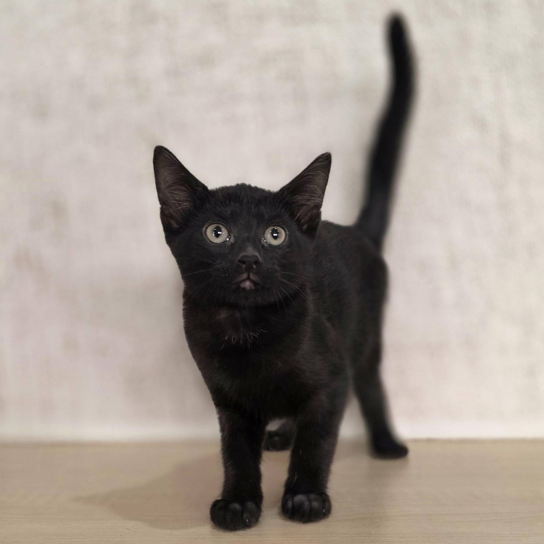 Mystic, a Adoptable Domestic Short Hair in Macomb Twp, MI image 1/5