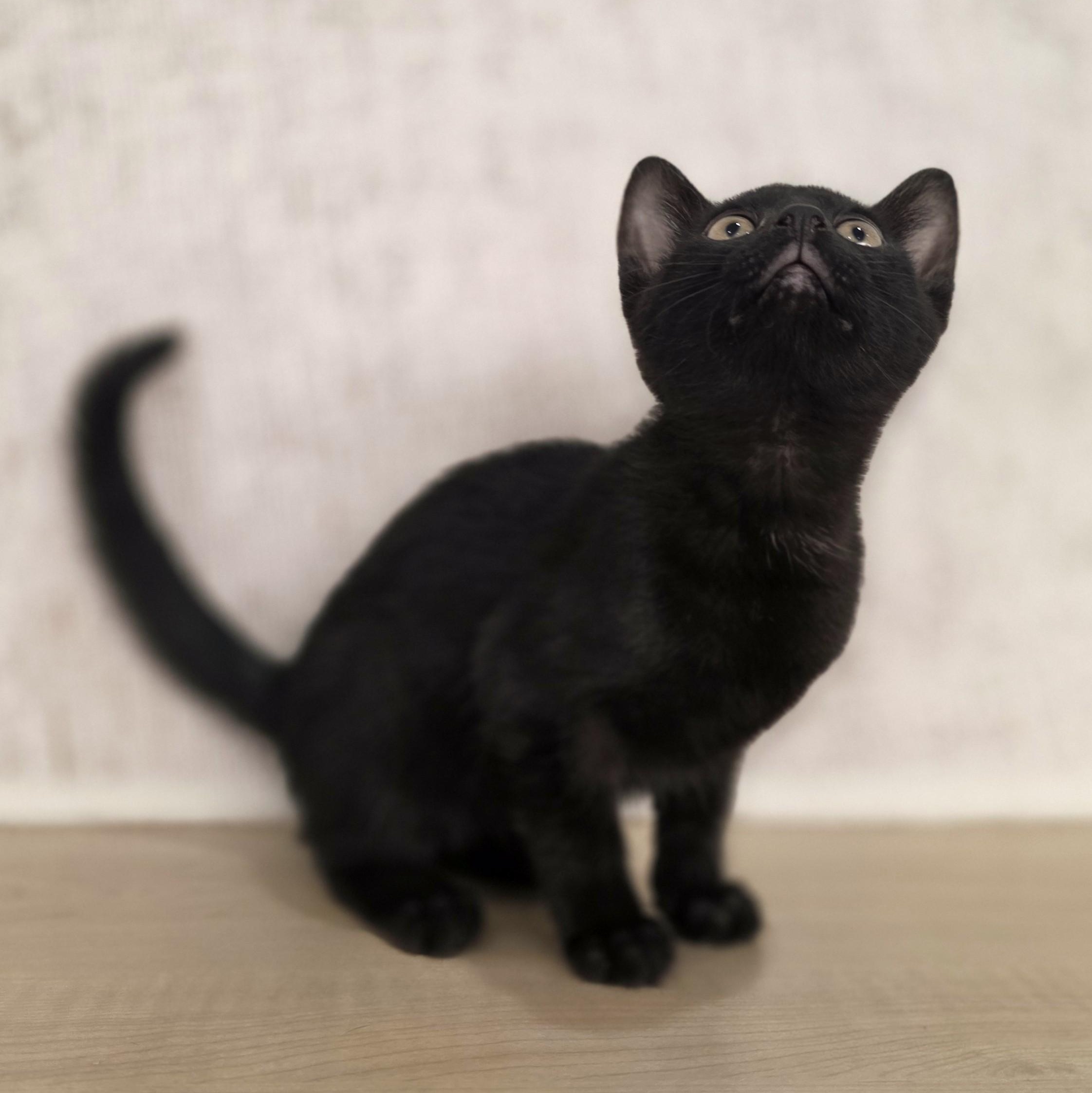 Mystic, a Adoptable Domestic Short Hair in Macomb Twp, MI image 3/5