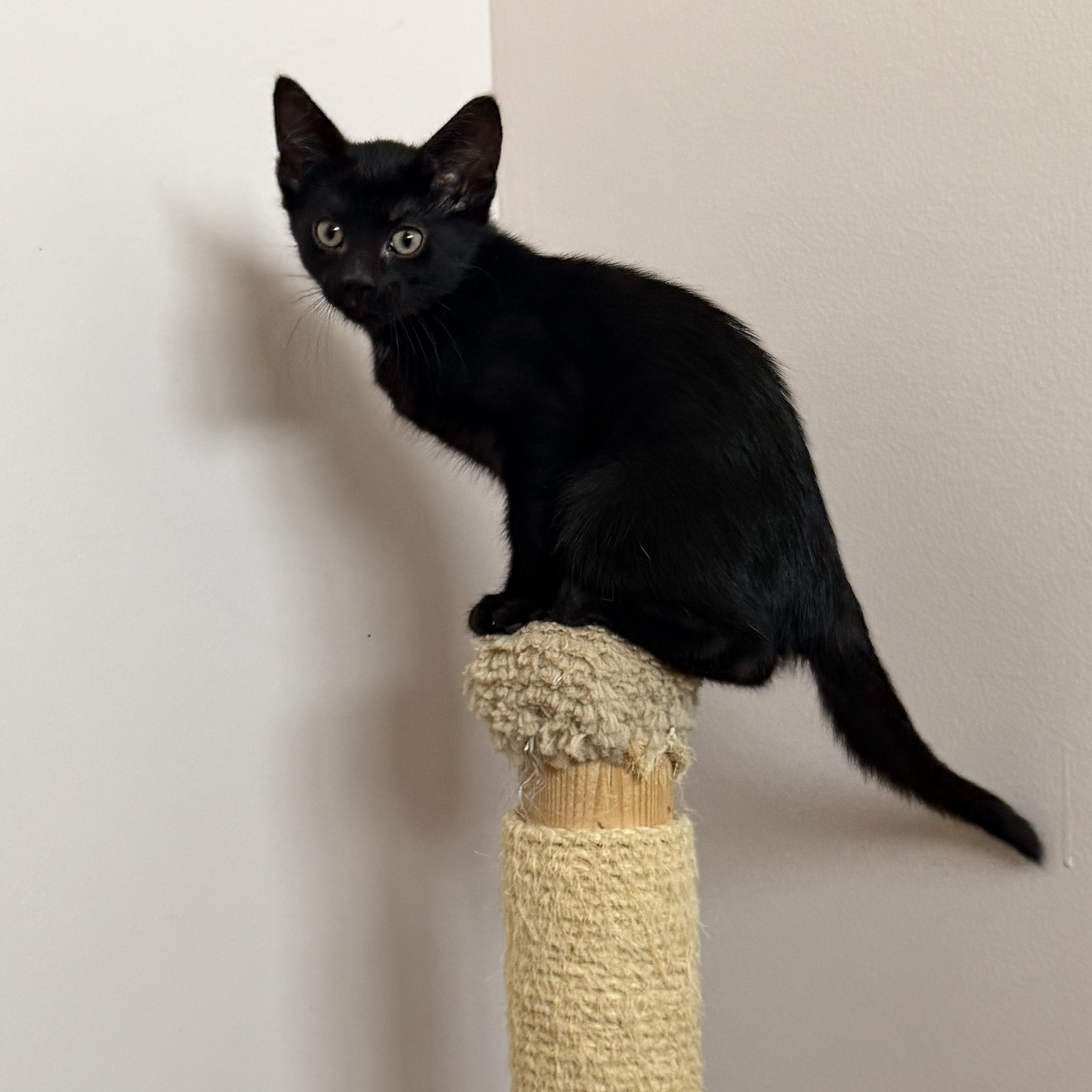 Mystic, a Adoptable Domestic Short Hair in Macomb Twp, MI image 2/5