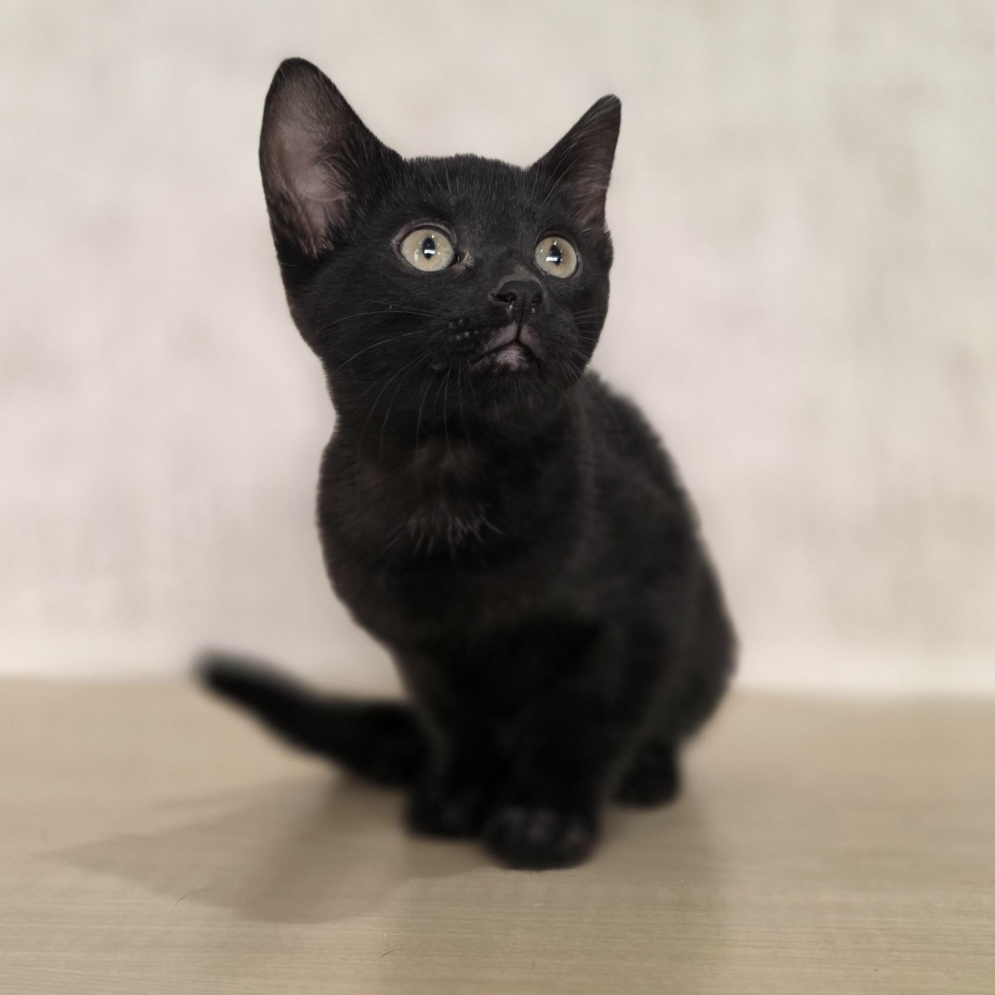 Mystic, a Adoptable Domestic Short Hair in Macomb Twp, MI image 4/5