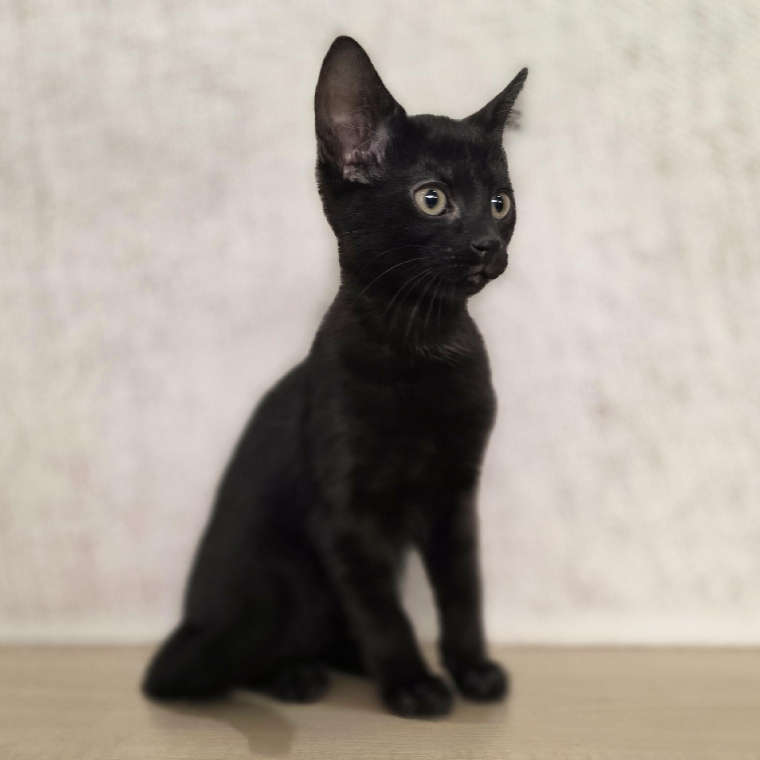 Mystic, a Adoptable Domestic Short Hair in Macomb Twp, MI image 5/5